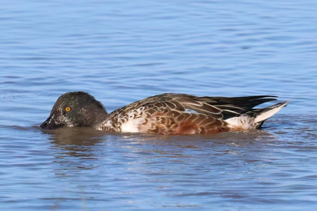Shoveler