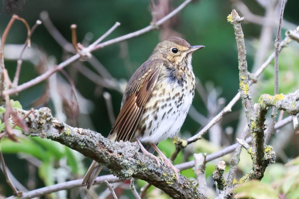 Song Thrush