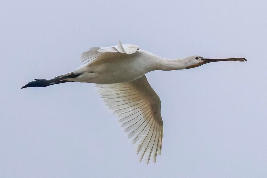 Spoonbill
