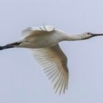 Spoonbill