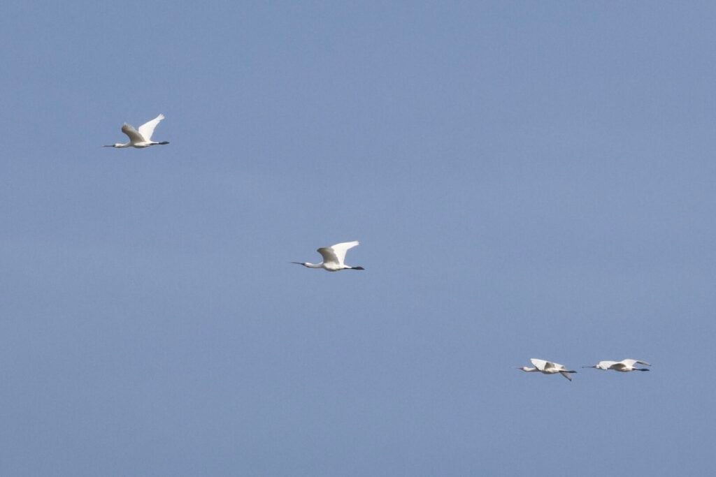 Spoonbills