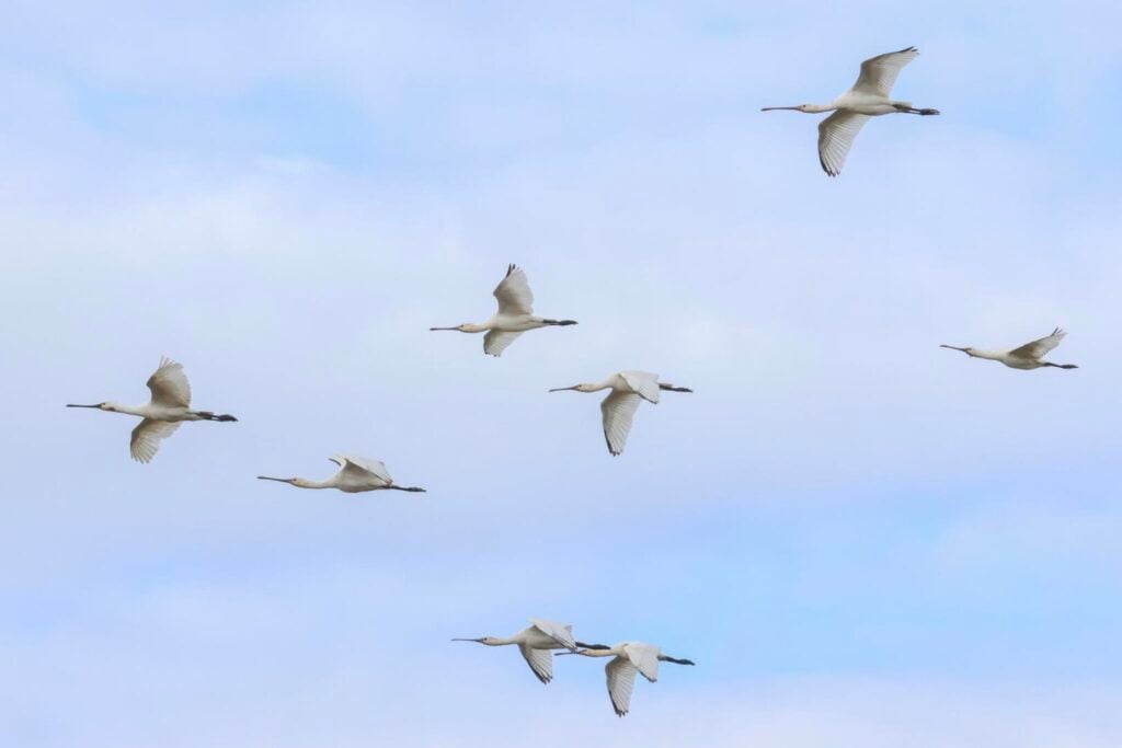 Spoonbills