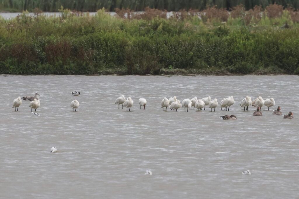 Spoonbills