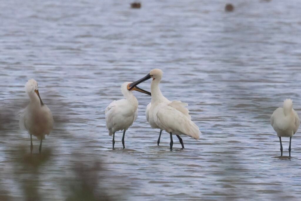 Spoonbills