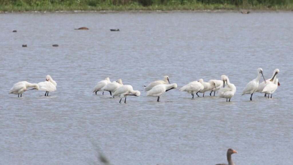 Spoonbills