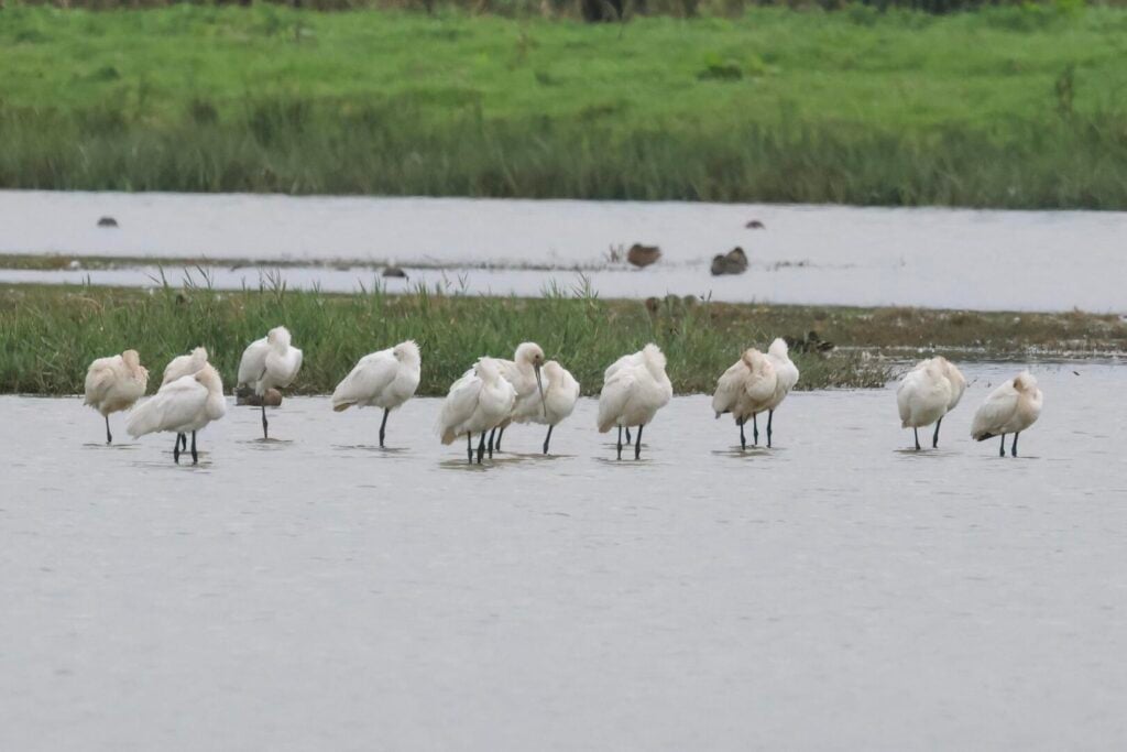 Spoonbills
