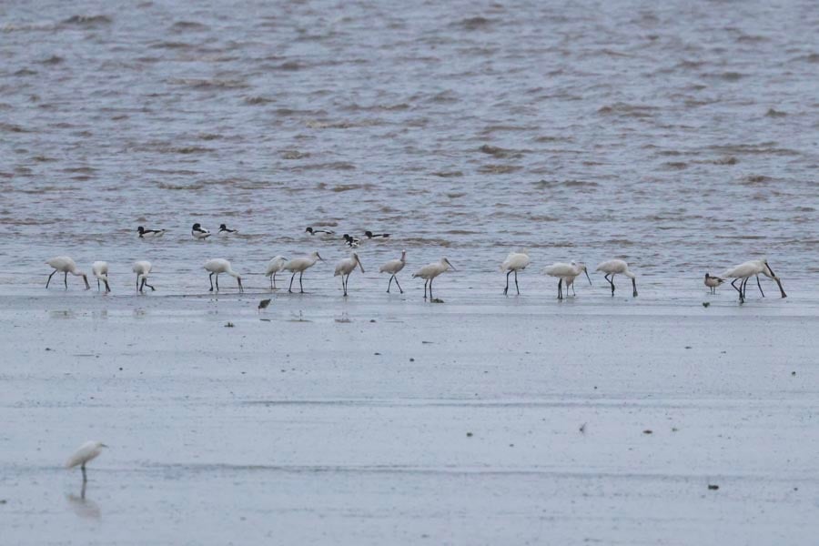 Spoonbills
