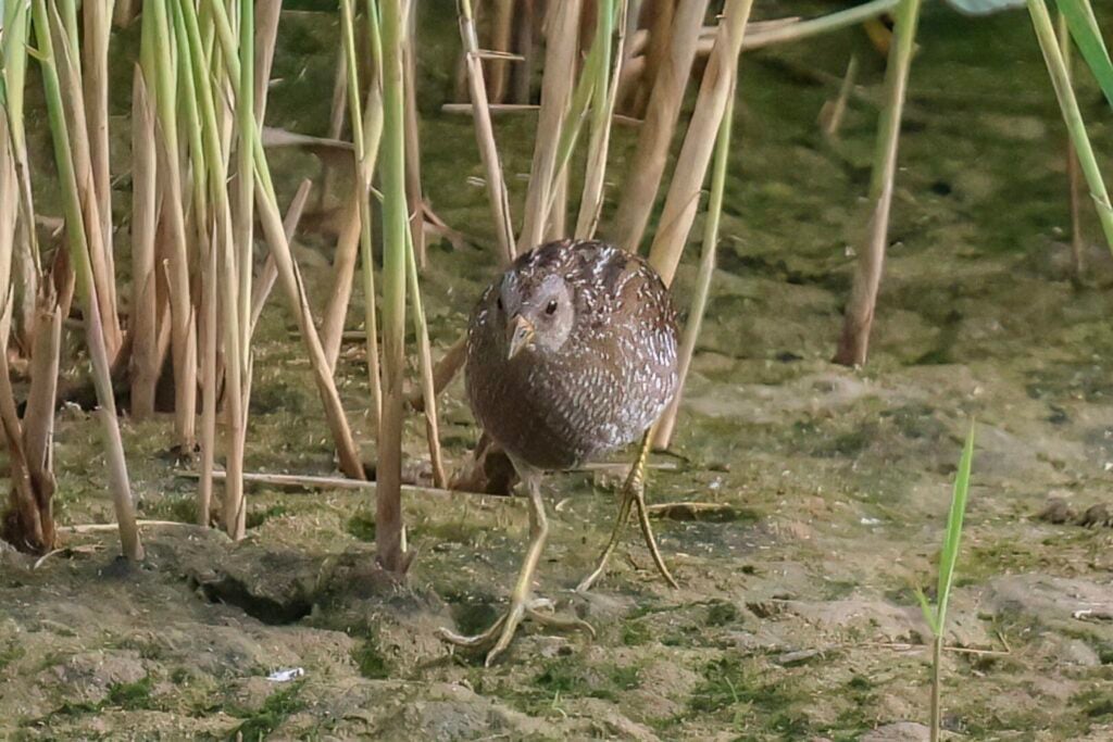 Spotted Crake