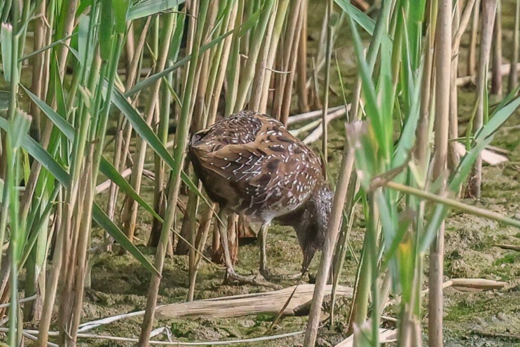Spotted Crake