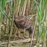 Spotted Crake