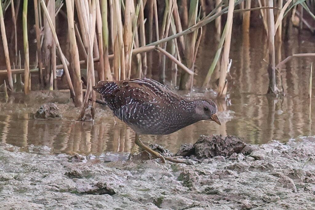 Spotted Crake