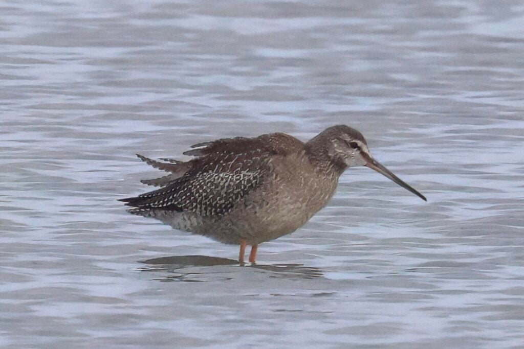 Spotted Redshank