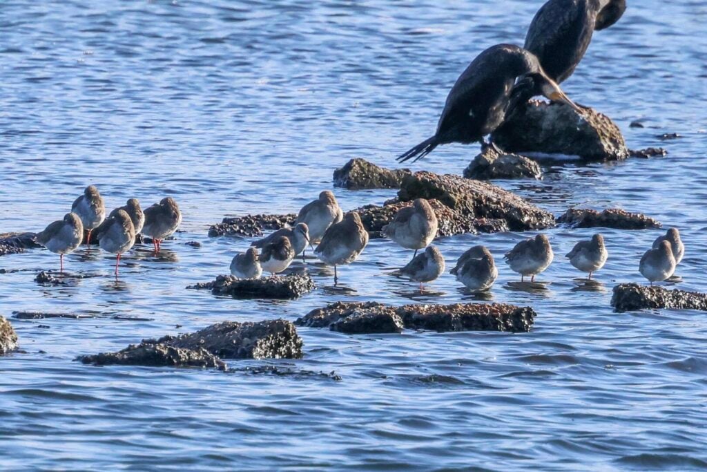 Spotted Redshanks