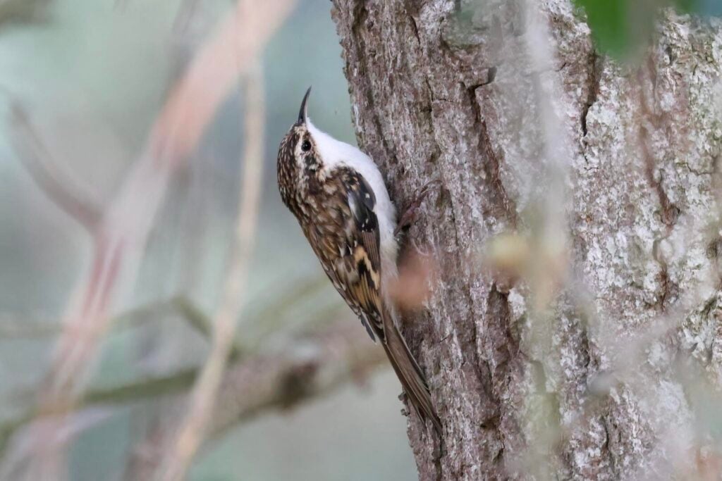 Treecreeper