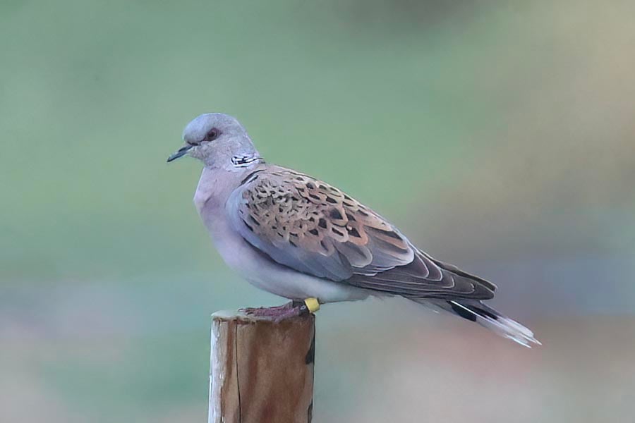 Turtle Dove