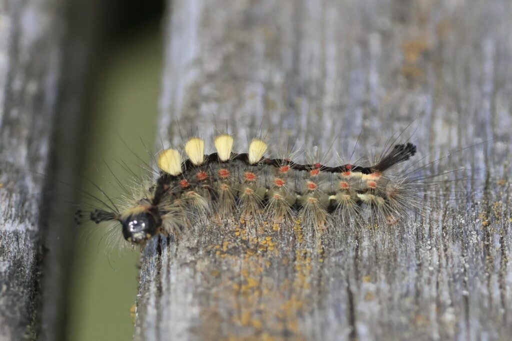 Vapourer moth caterpillar