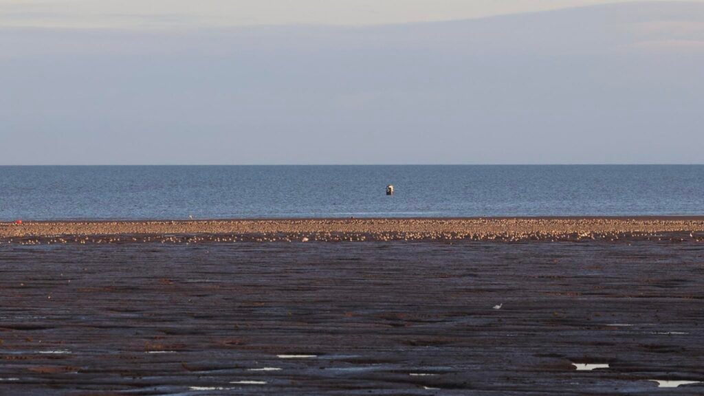 Waders