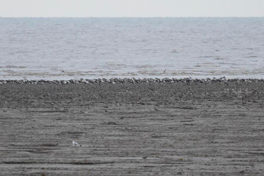 Waders