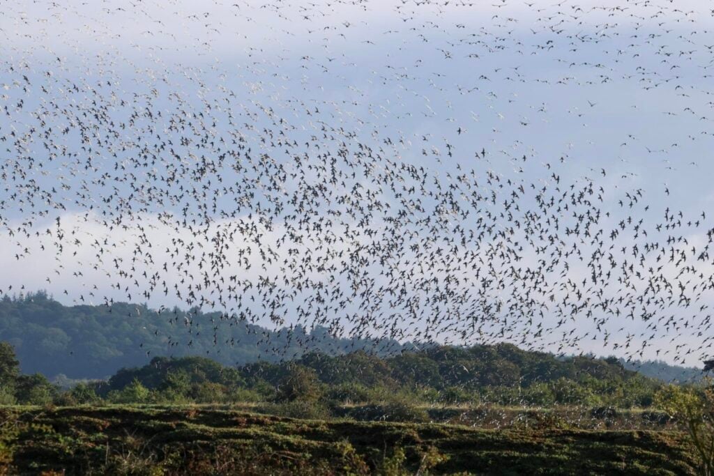 Waders