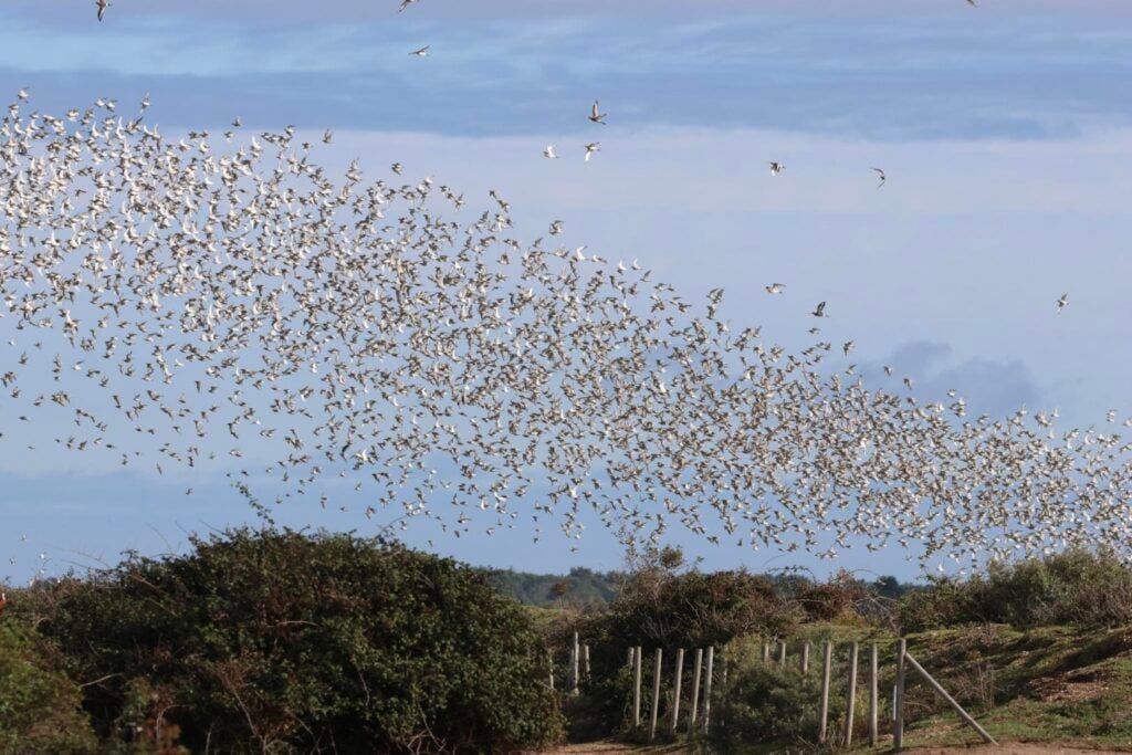 Waders