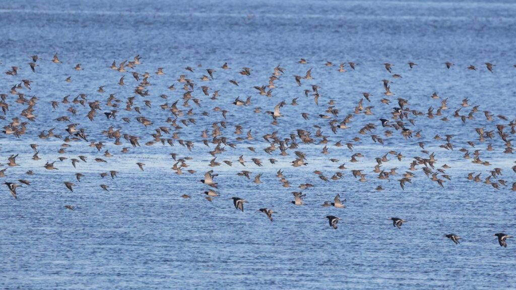 Waders