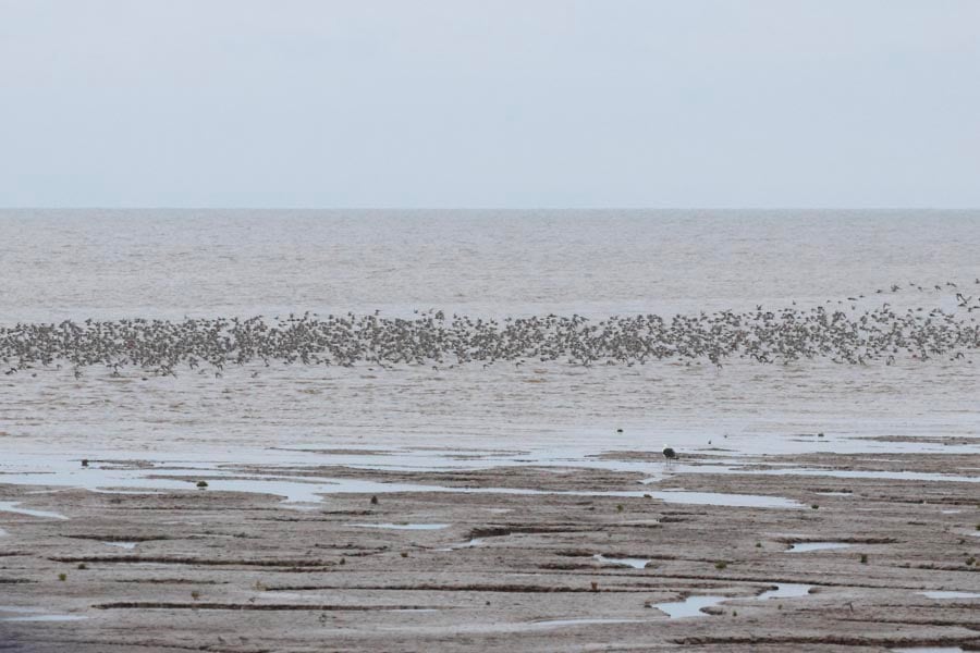 Waders