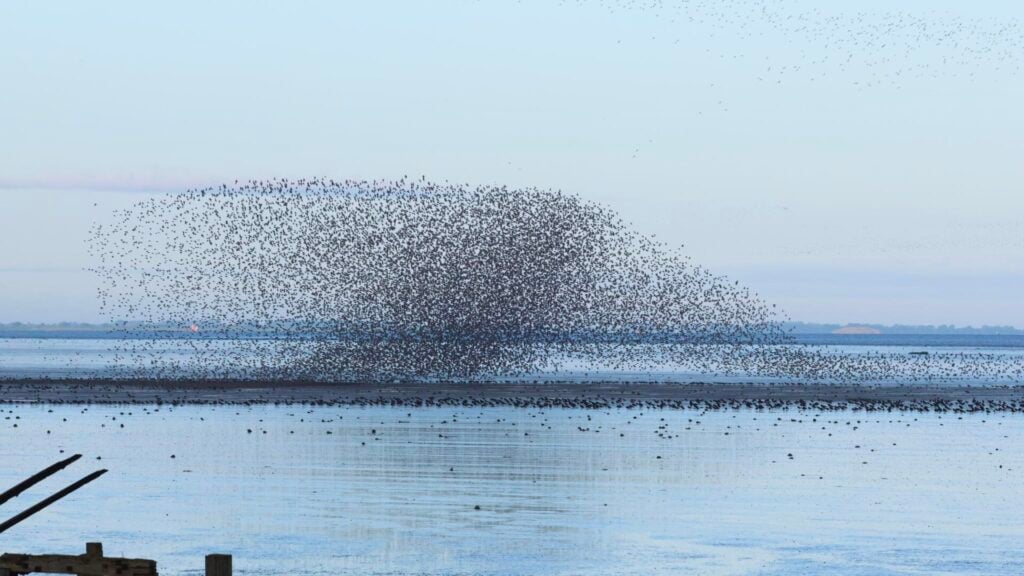 Waders