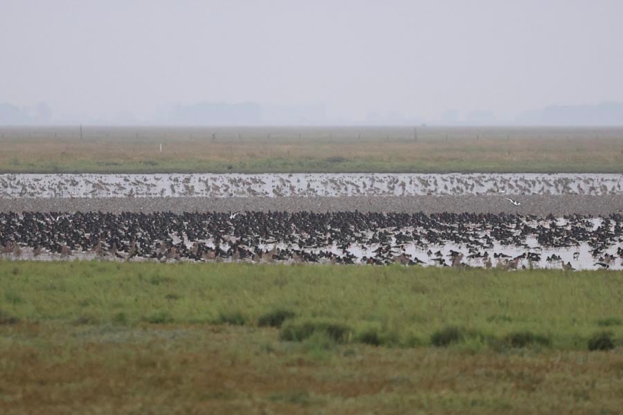 Waders