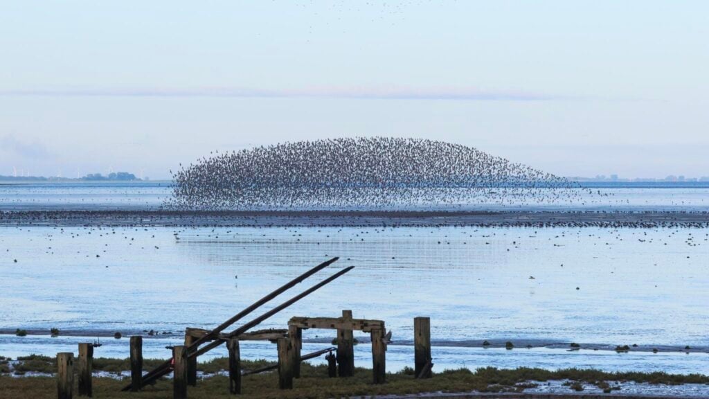 Waders