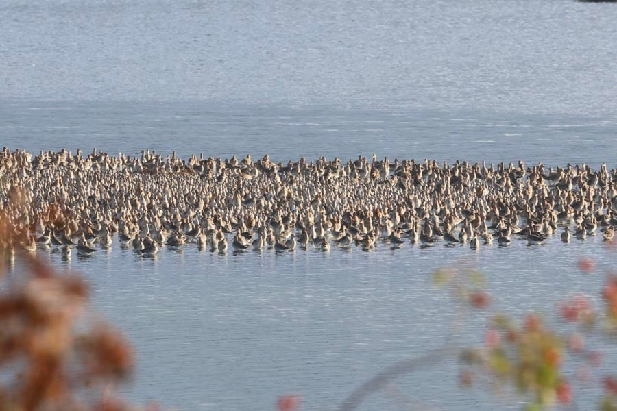 Waders