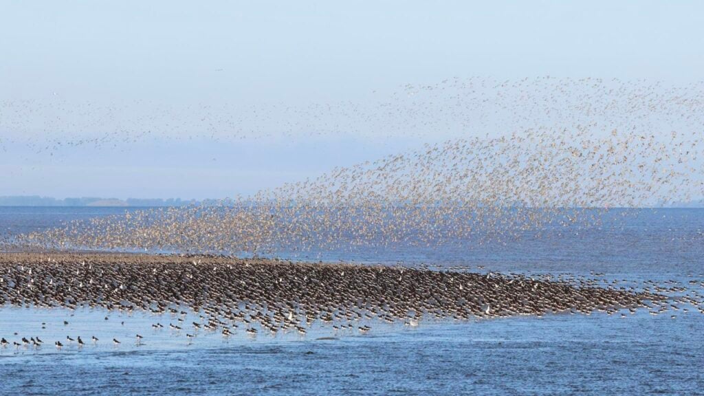 Waders