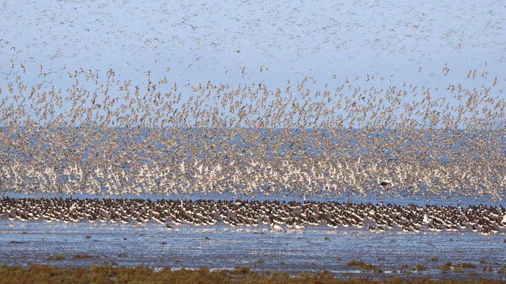 Waders