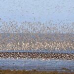 Waders