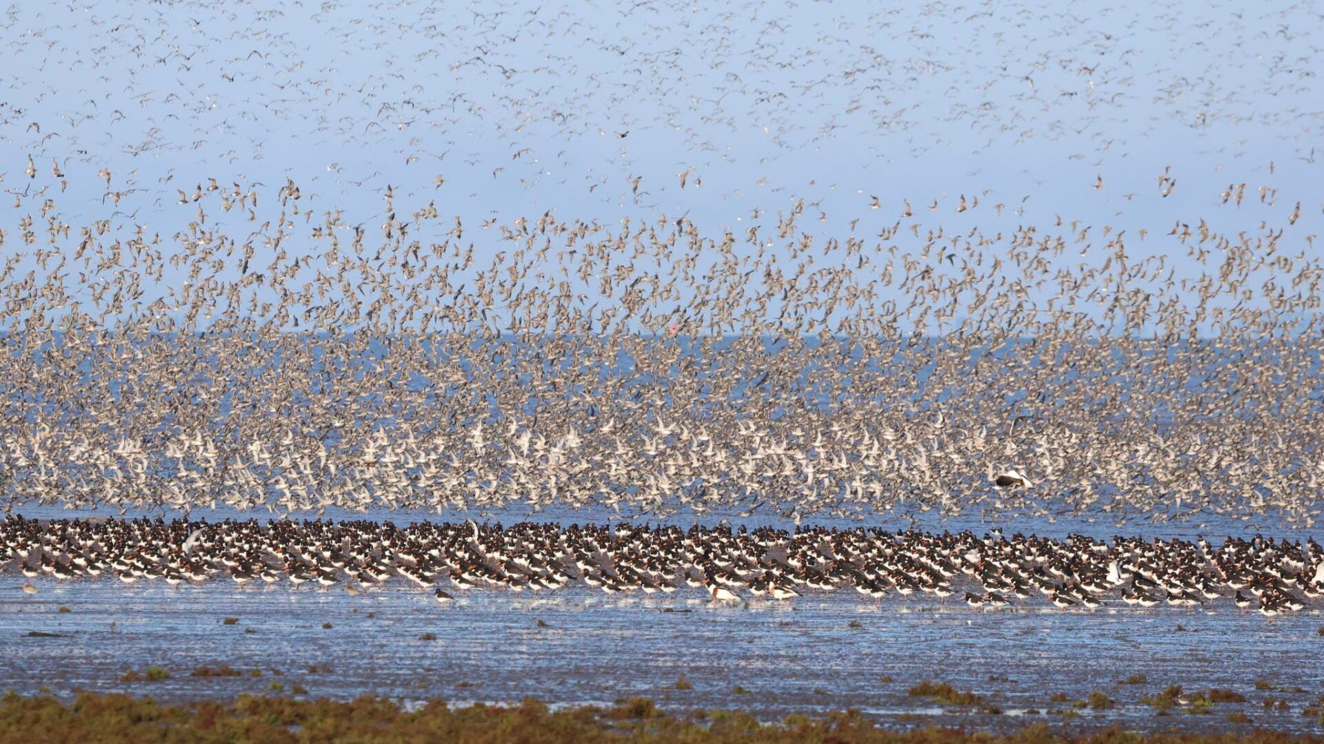 Waders