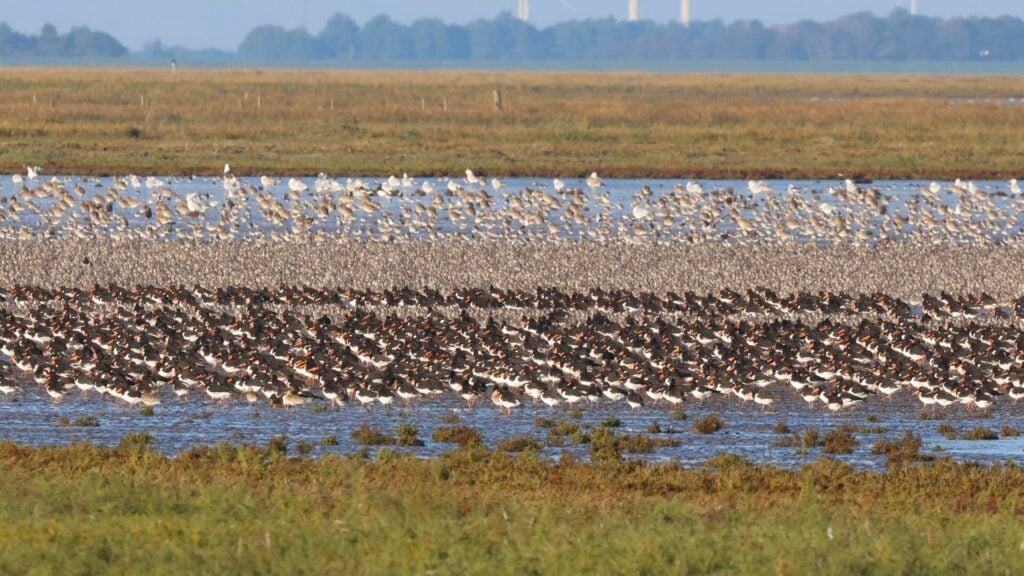 Waders