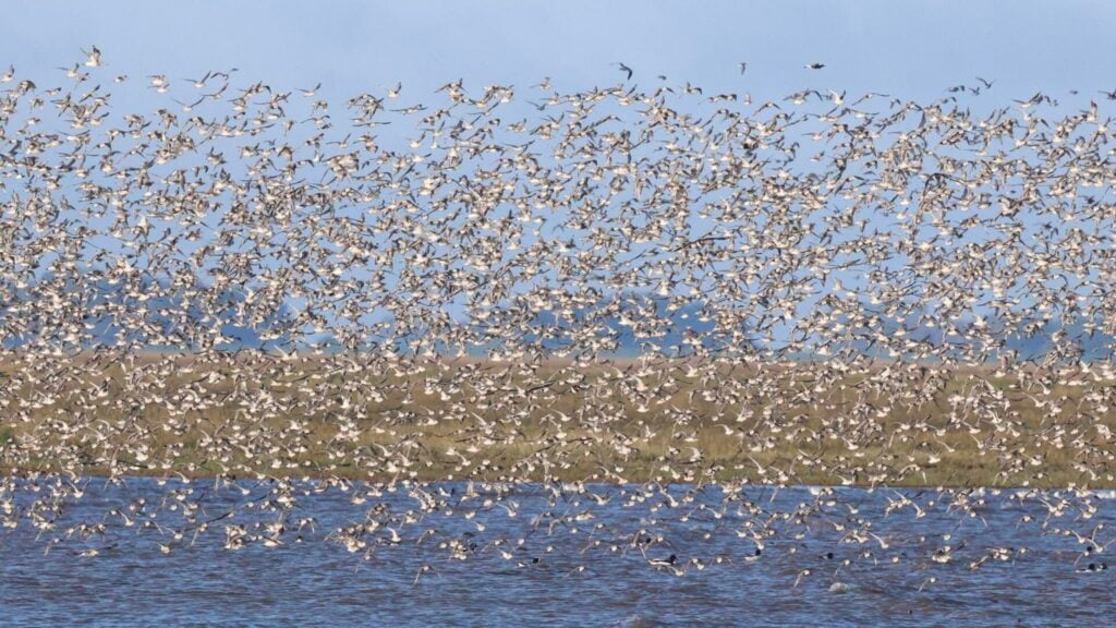 Waders