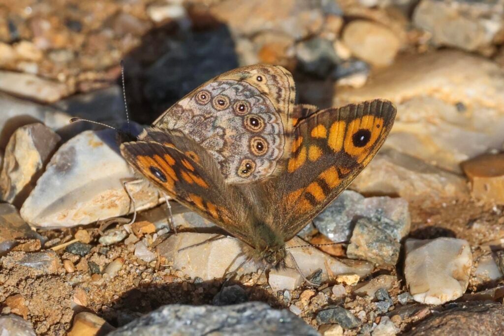 Wall Brown butterflies