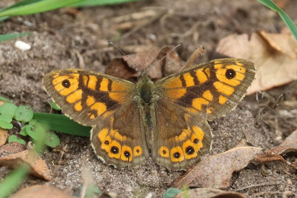 Wall Brown butterfly