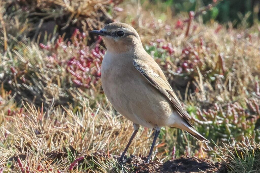 Wheatear