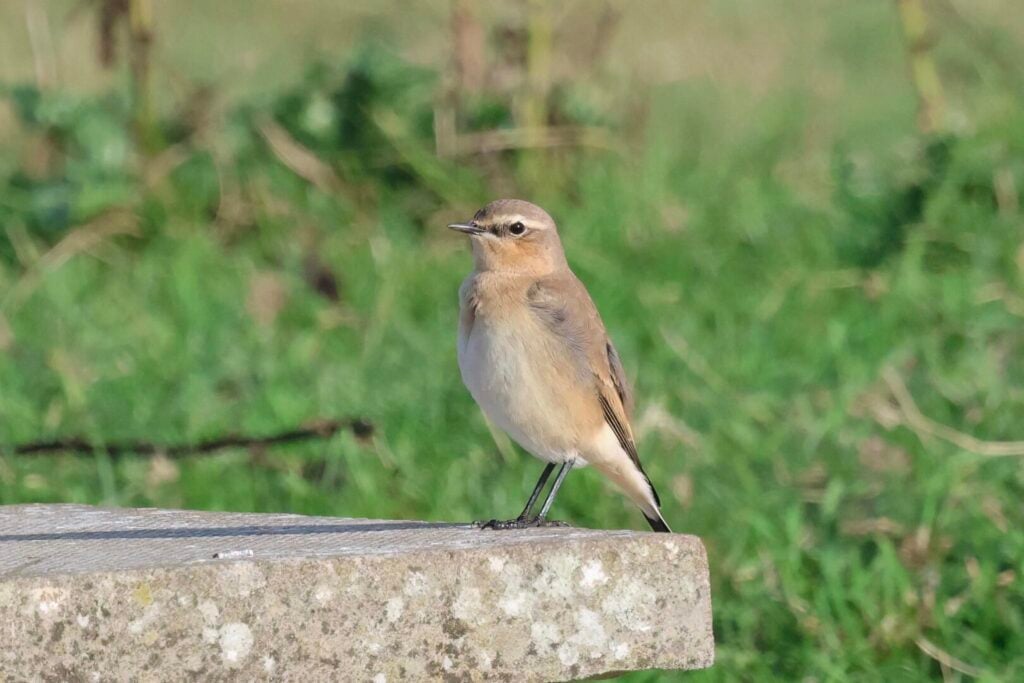 Wheatear