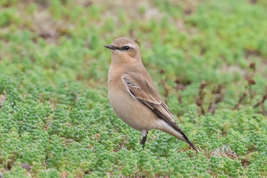 Wheatear