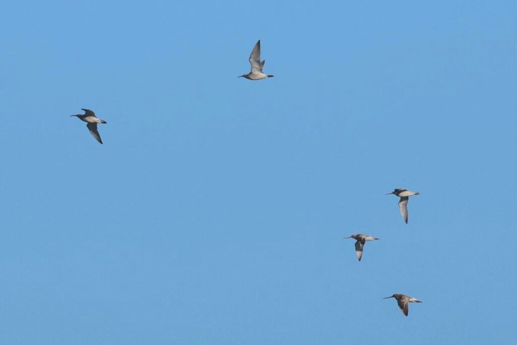 Whimbrel