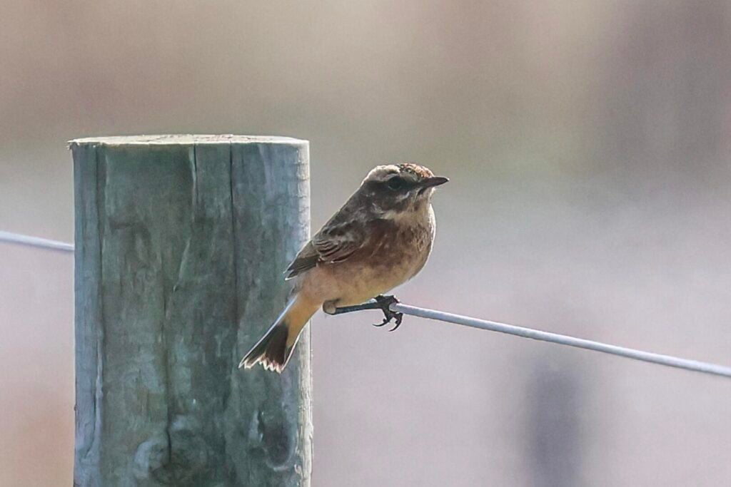 Whinchat