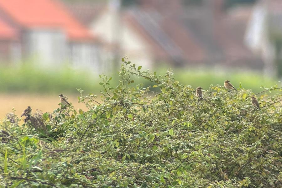 Whinchats