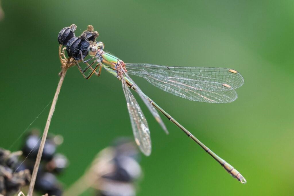 Willow Emerald damselfly