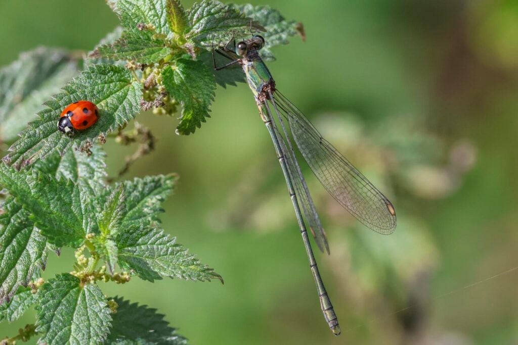 Willow Emerald damselfly
