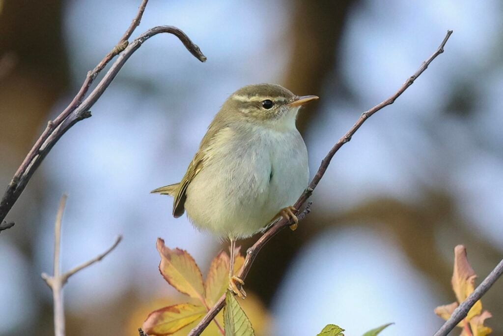Arctic Warbler