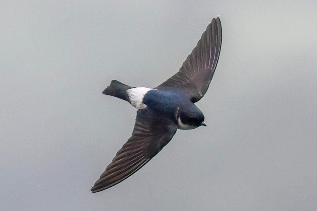 Asian House Martin