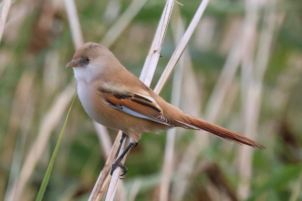 Bearded Tit