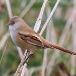 Bearded Tit